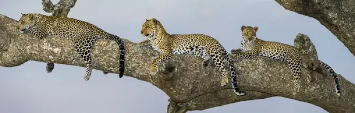 Framed Print : Africa. Tanzania. African leopard (Panthera pardus) mother and cubs in a tree in