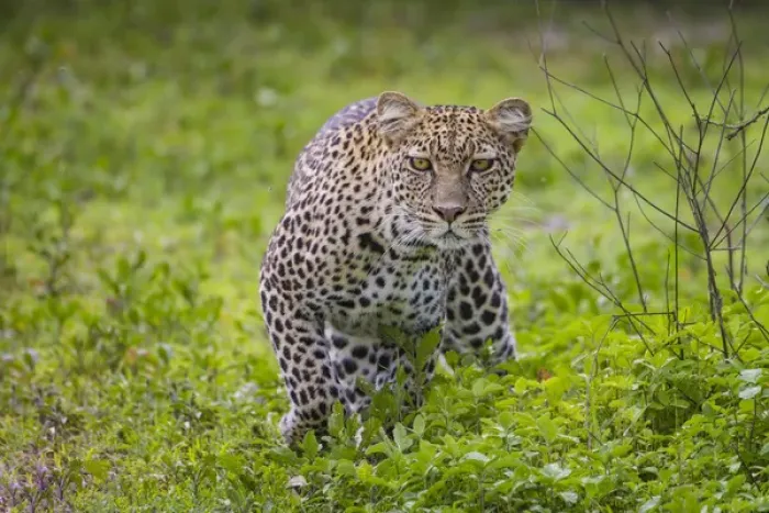 Framed Print : Africa. Tanzania. African leopard (Panthera pardus) stalking prey in Serengeti NP Framed Print : Africa. Tanzania. African leopard (Panthera pardus) stalking prey in Serengeti NP