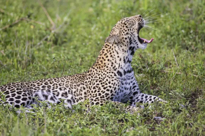 Framed Print : Africa. Tanzania. African leopard (Panthera pardus) yawning in Serengeti NP Framed Print : Africa. Tanzania. African leopard (Panthera pardus) yawning in Serengeti NP