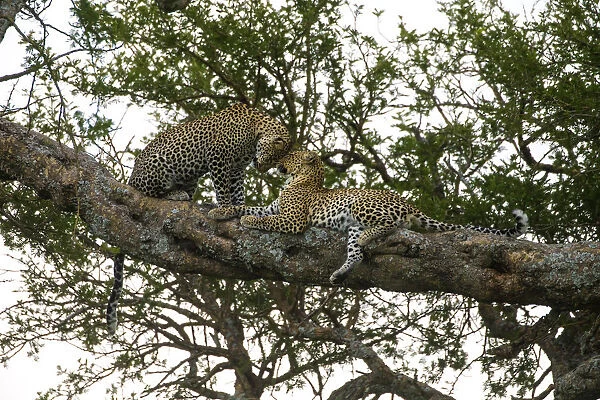 Africa. Tanzania. African leopards (Panthera pardus) in a tree in Serengeti NP