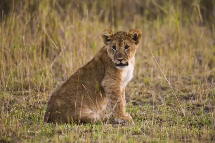 Framed Print : Africa. Tanzania. African lion cub (Panthera leo) in Serengeti NP