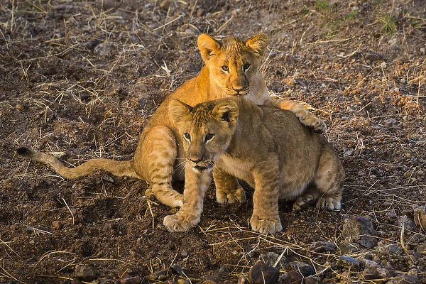 Africa. Tanzania. African lion cubs (Panthera leo) in Serengeti NP