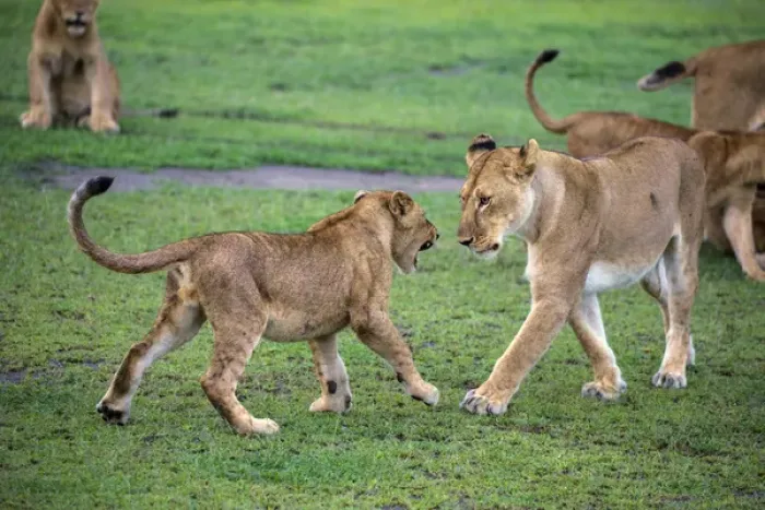Framed Print : Africa. Tanzania. African lion cubs (Panthera leo) mock fighting at Ndutu in Serengeti NP Framed Print : Africa. Tanzania. African lion cubs (Panthera leo) mock fighting at Ndutu in Serengeti NP