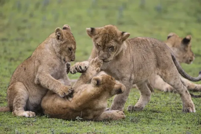 Framed Print : Africa. Tanzania. African lion cubs (Panthera leo) mock fighting at Ndutu in Serengeti NP Framed Print : Africa. Tanzania. African lion cubs (Panthera leo) mock fighting at Ndutu in Serengeti NP