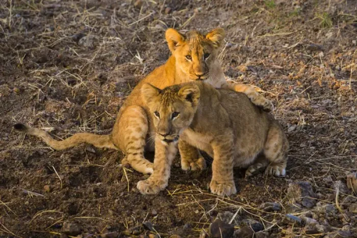 Framed Print : Africa. Tanzania. African lion cubs (Panthera leo) in Serengeti NP