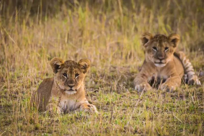 Framed Print : Africa. Tanzania. African lion cubs (Panthera leo) in Serengeti NP Framed Print : Africa. Tanzania. African lion cubs (Panthera leo) in Serengeti NP