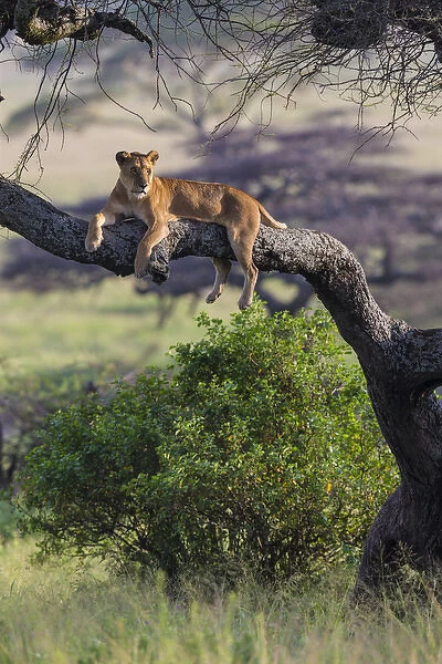 Africa. Tanzania. African lion female (Panthera leo) in tree Serengeti NP