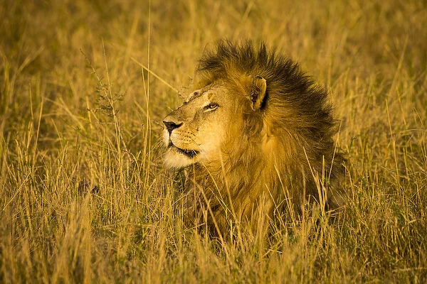 Africa. Tanzania. African lion male (Panthera leo) in Serengeti NP