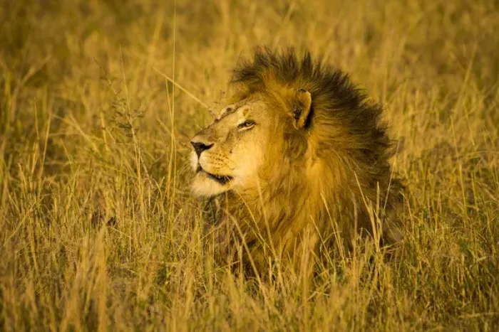 Framed Print : Africa. Tanzania. African lion male (Panthera leo) in Serengeti NP Framed Print : Africa. Tanzania. African lion male (Panthera leo) in Serengeti NP