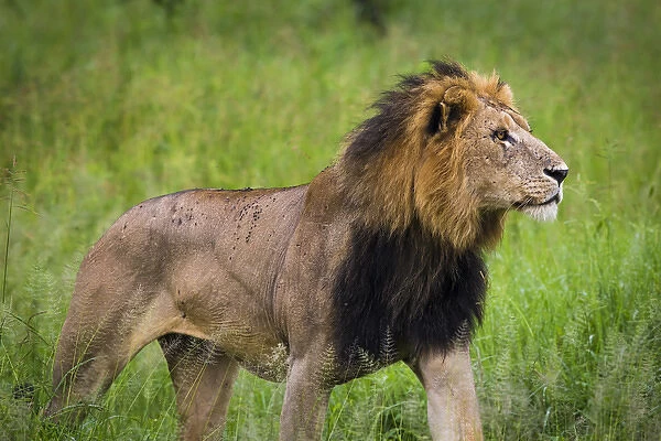 Africa. Tanzania. African lion (Panthera leo) at Tarangire NP