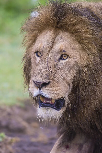 Africa. Tanzania. African lion (Panthera leo) at Ngorongoro crater in the Ngorongoro