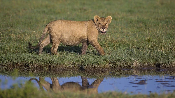 Africa. Tanzania. African lion (Panthera leo) at Ndutu in Serengeti NP