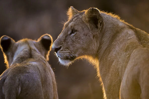 Africa. Tanzania. African lioness and cub (Panthera leo) in Serengeti NP
