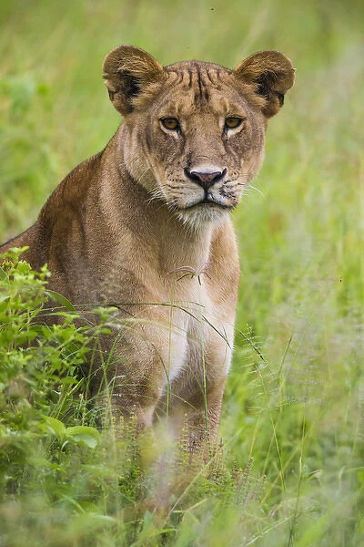 Africa. Tanzania. African lioness (Panthera leo) at Tarangire NP