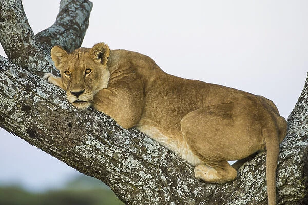 Africa. Tanzania. African lioness (Panthera leo) in a tree at Ndutu in Serengeti NP