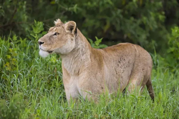Framed Print : Africa. Tanzania. African lioness (Panthera leo) at Ngorongoro crater in the Ngorongoro