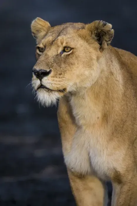 Framed Print : Africa. Tanzania. African lioness (Panthera leo) in Serengeti NP