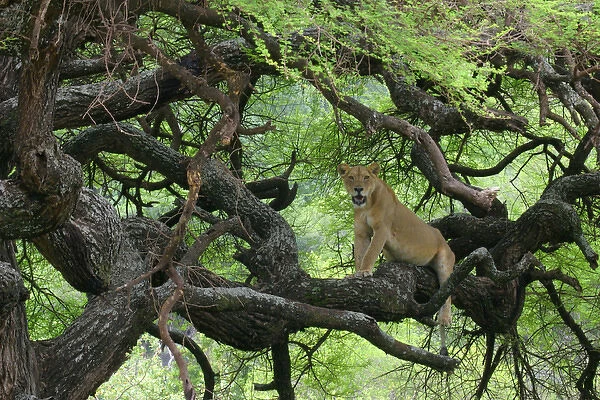 Africa, Tanzania. African lioness rests on tree branch
