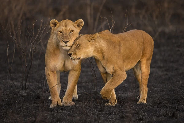 Africa. Tanzania. African lions (Panthera leo) patrol a recently burned wildfire