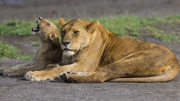 Africa. Tanzania. African lions (Panthera leo) at Ndutu in Serengeti NP