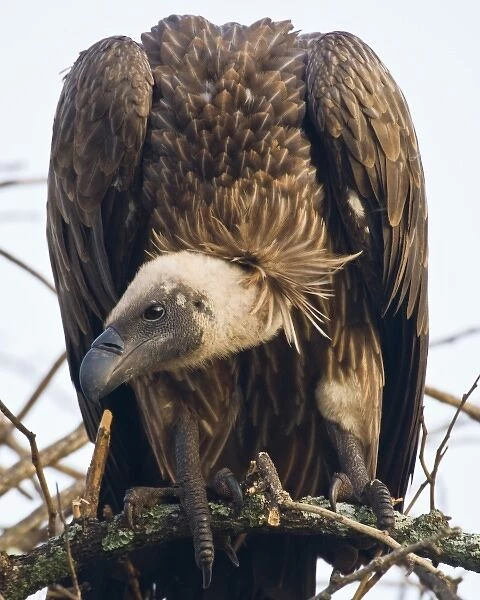 Africa. Tanzania. African White-Backed Vulture at Tarangire NP