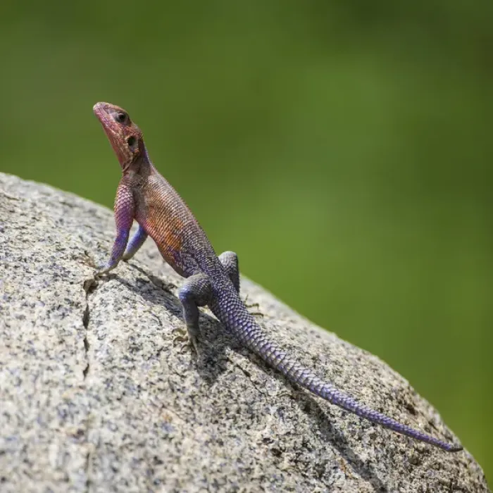 Framed Print : Africa. Tanzania. Agama (Agama agama) lizard in Serengeti NP
