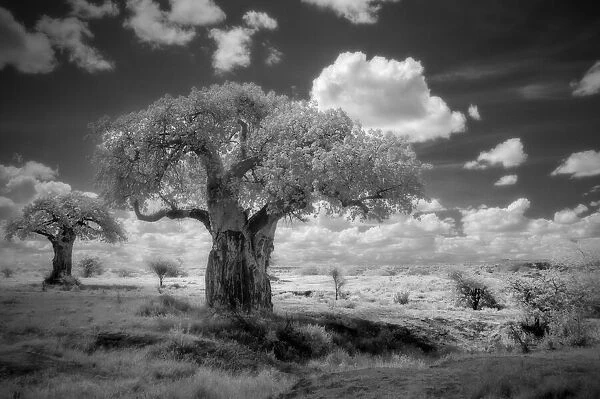 Africa, Tanzania. Ancient baobab trees, dot the landscape in this infrared view