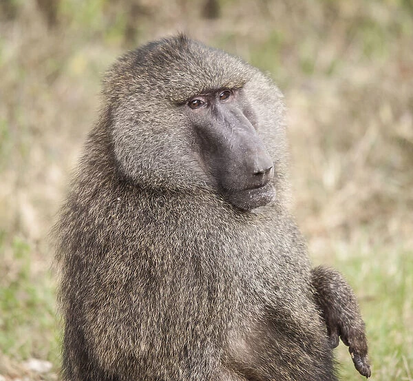 Africa, Tanzania. A baboon face shows wisdom and personality on the African savannah