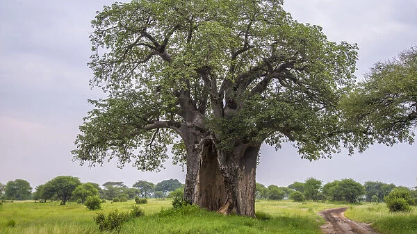Africa. Tanzania. Baobab (Adansonia digitata) tree in Tarangire NP