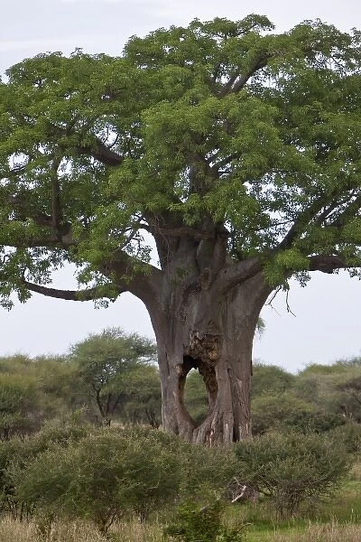 Africa. Tanzania. Baobab tree with cave-sized hole at Tarangire NP
