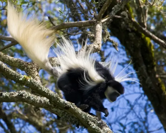 Framed Print : Africa. Tanzania. Black-and White Colobus monkey flies through the trees at Arusha NP Framed Print : Africa. Tanzania. Black-and White Colobus monkey flies through the trees at Arusha NP
