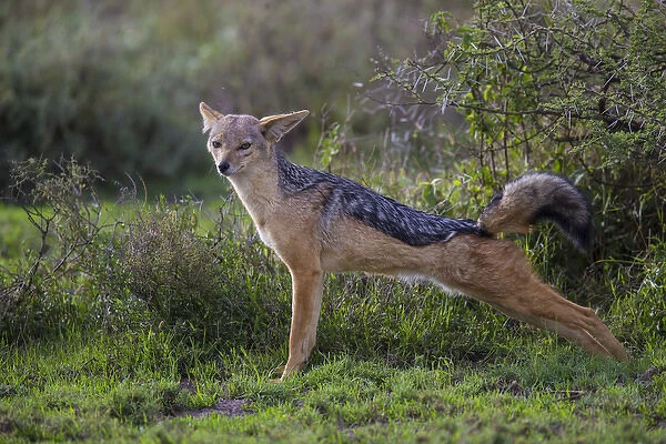 Africa. Tanzania. Black-backed jackal (Canis mesomelas) stretches after a nap in