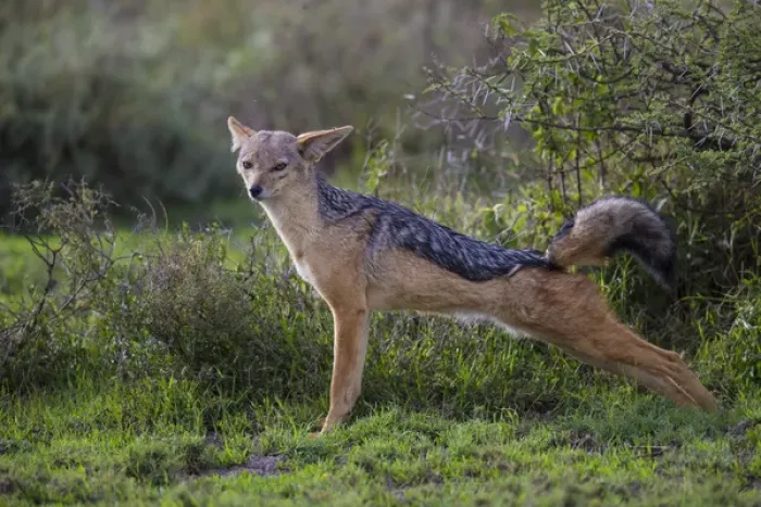 Framed Print : Africa. Tanzania. Black-backed jackal (Canis mesomelas) stretches after a nap in Framed Print : Africa. Tanzania. Black-backed jackal (Canis mesomelas) stretches after a nap in