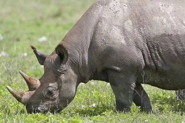 Africa. Tanzania. Black Rhinocerus female at Ngorongoro Crater, Ngorongoro Conservation Area