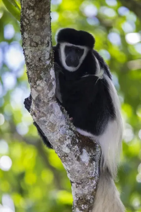 Framed Print : Africa. Tanzania. Black and White Colobus, also known as mantled guereza (Colobus Framed Print : Africa. Tanzania. Black and White Colobus, also known as mantled guereza (Colobus