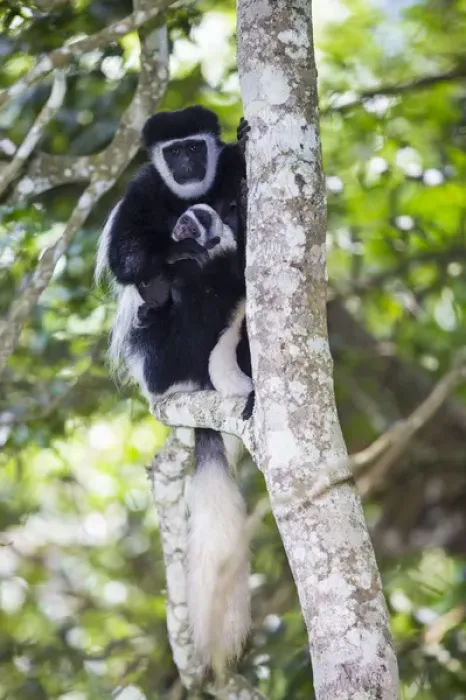 Framed Print : Africa. Tanzania. Black and White Colobus, also known as mantled guereza (Colobus Framed Print : Africa. Tanzania. Black and White Colobus, also known as mantled guereza (Colobus