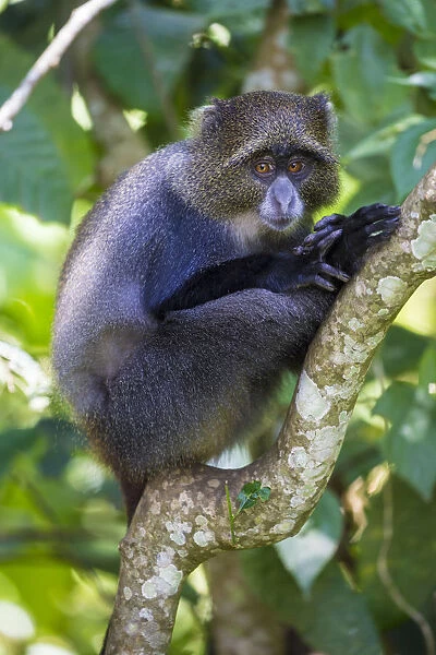 Africa. Tanzania. Blue Monkey, or diademed monkey (Cercopithecus mitis) at Arusha NP