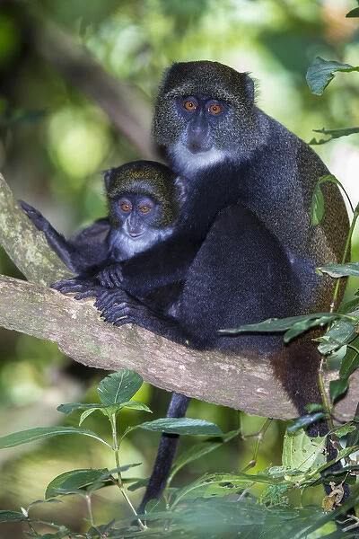 Africa. Tanzania. Blue Monkey, or diademed monkey (Cercopithecus mitis) female with
