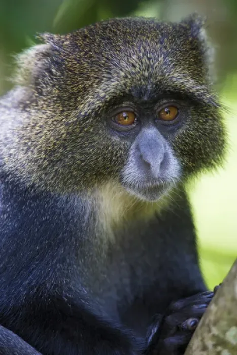 Framed Print : Africa. Tanzania. Blue Monkey, or diademed monkey (Cercopithecus mitis) at Arusha NP