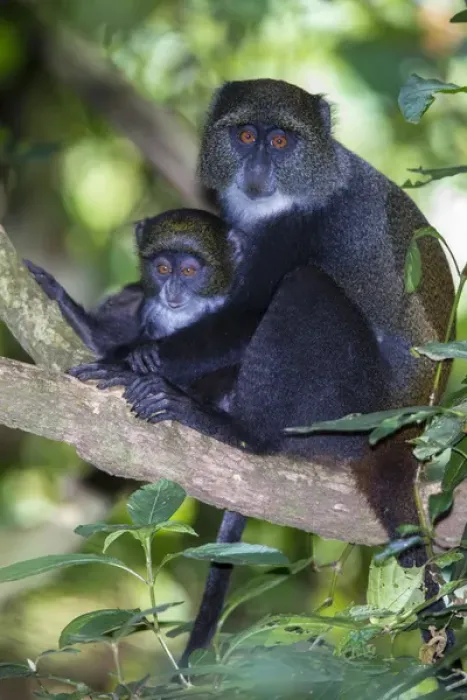 Framed Print : Africa. Tanzania. Blue Monkey, or diademed monkey (Cercopithecus mitis) female with