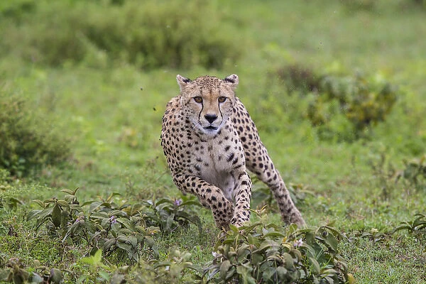 Africa. Tanzania. Cheetah (Acinonyx jubatus) hunting on the plains of the Serengeti