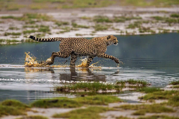 Africa. Tanzania. Cheetah (Acinonyx jubatus) crosses some water at Ndutu in Serengeti NP