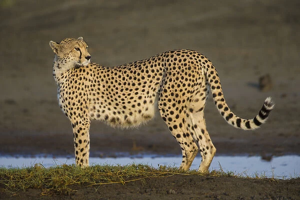 Africa. Tanzania. Cheetah (Acinonyx jubatus) at Ndutu in Serengeti NP