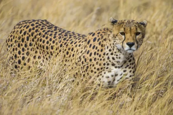Framed Print : Africa. Tanzania. Cheetah (Acinonyx jubatus) hunting on the plains of the Serengeti Framed Print : Africa. Tanzania. Cheetah (Acinonyx jubatus) hunting on the plains of the Serengeti