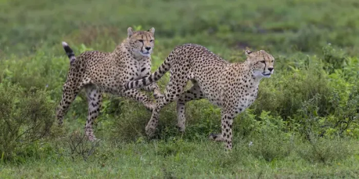 Framed Print : Africa. Tanzania. Cheetah (Acinonyx jubatus) hunting on the plains of the Serengeti Framed Print : Africa. Tanzania. Cheetah (Acinonyx jubatus) hunting on the plains of the Serengeti