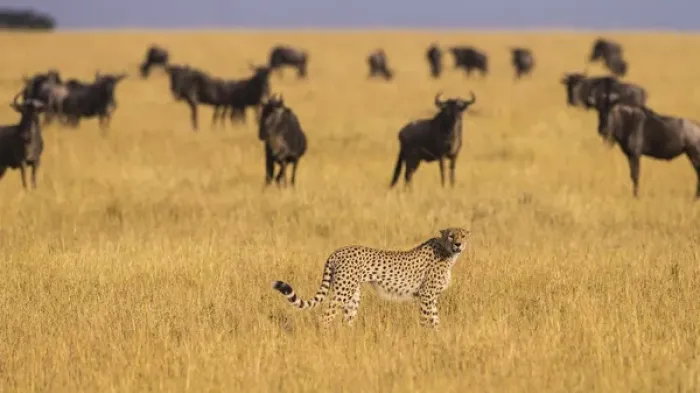 Framed Print : Africa. Tanzania. Cheetah (Acinonyx jubatus) hunting on the plains of the Serengeti