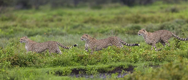 Africa. Tanzania. Cheetahs (Acinonyx jubatus) hunting on the plains of the Serengeti