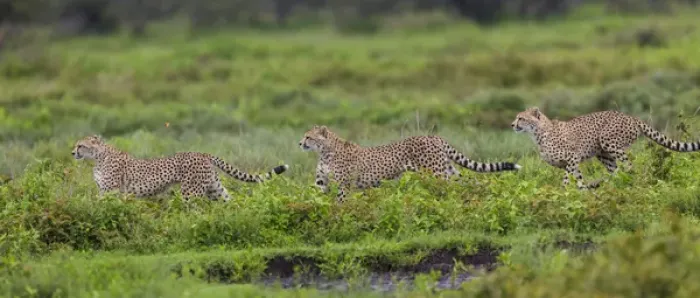 Framed Print : Africa. Tanzania. Cheetahs (Acinonyx jubatus) hunting on the plains of the Serengeti Framed Print : Africa. Tanzania. Cheetahs (Acinonyx jubatus) hunting on the plains of the Serengeti