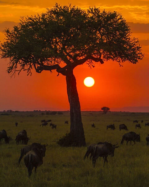 Africa. Tanzania. Colorful setting sun in Serengeti NP