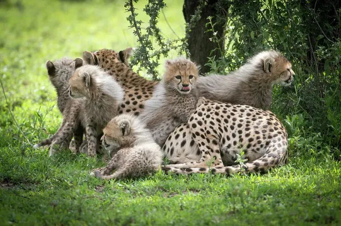 Framed Print : Africa, Tanzania. These cute cheetah cubs snuggle close to their mother in the Ndutu area of the Serengeti